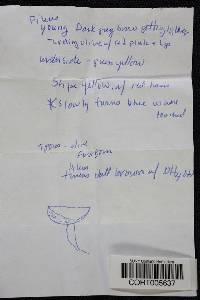 Boletus chrysenteron image