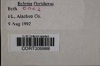 Image of Boletus floridanus