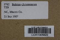 Boletus chrysenteron image