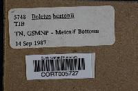 Boletus hortonii image