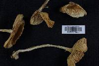 Amanita muscaria var. formosa image