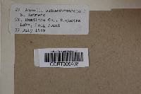 Amanita submembranacea image
