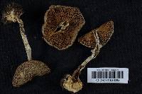 Amanita citrina var. lavendula image