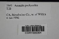 Amanita pachycolea image