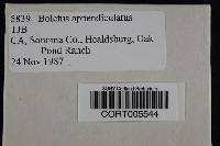 Boletus appendiculatus image