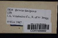 Boletus flaviporus image
