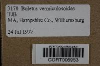 Boletus vermiculosoides image