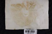 Boletochaete bicolor image