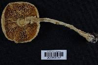 Amanita muscaria var. formosa image