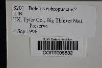 Boletus rubropunctus image
