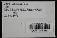 Amanita fulva image