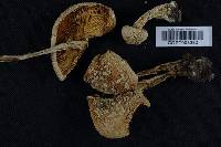 Amanita muscaria var. formosa image