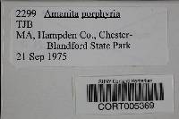 Amanita porphyria image
