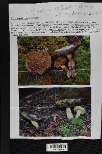 Boletus rainisii image