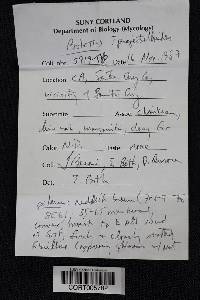 Boletus projectelloides image