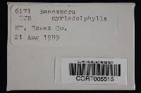 Baeospora myriadophylla image