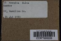 Amanita fulva image