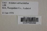 Boletus subluridellus image