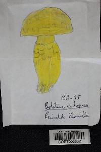 Boletus calopus image