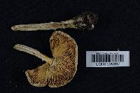 Amanita muscaria var. formosa image