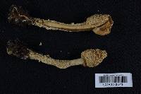 Amanita muscaria var. formosa image