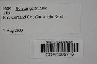 Image of Boletus gertrudiae