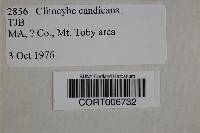 Clitocybe candicans image