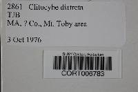 Clitocybe diatreta image