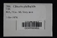 Clitocybe phyllophila image
