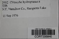 Clitocybe hydrogramma image