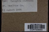 Collybia cirrhata image