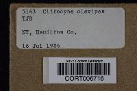 Ampulloclitocybe clavipes image