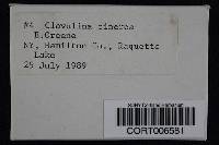 Clavulina cinerea image