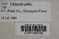 Clitocybe gibba image