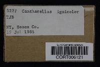 Cantharellus ignicolor image