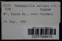 Crinipellis setipes image