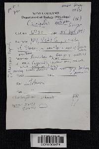 Crinipellis setipes image
