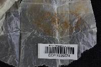 Clitopilus prunulus image