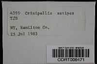 Crinipellis setipes image