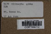 Clitocybe gibba image