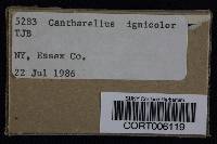 Cantharellus ignicolor image