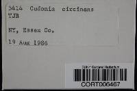 Cudonia circinans image