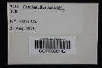 Cantharellus ignicolor image