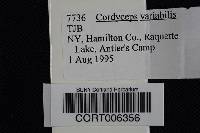 Image of Cordyceps variabilis