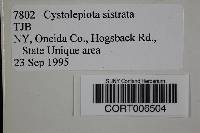 Cystolepiota sistrata image