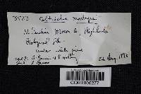 Coltricia montagnei image