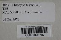 Image of Clitocybe fasciculata