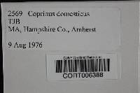 Coprinellus domesticus image