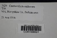 Cantharellula umbonata image