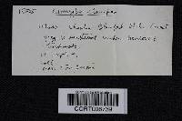 Ampulloclitocybe clavipes image